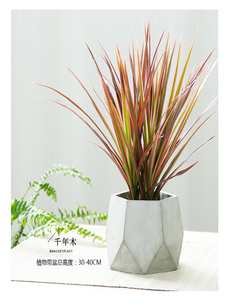 探秘宁波江北花卉租摆价格,别错过!