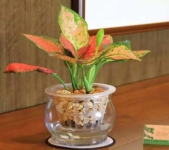 宁波江北花卉租赁方案